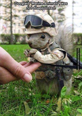 Marine animals.jpg