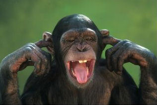 chimp_fingers_in_ears.jpg